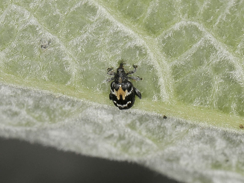 Tachyerges salicis (Curculionidae)